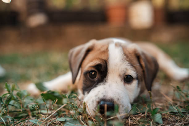 istock Wanna play with me? 1340284973