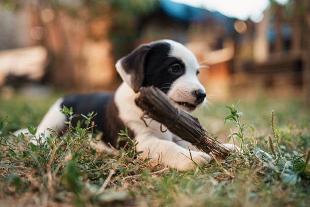 A lovely puppy