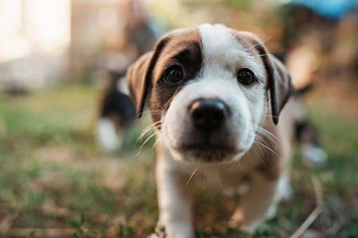 Curious and charming white-brown mixed-breed puppy, having an adventurous day in the backyard