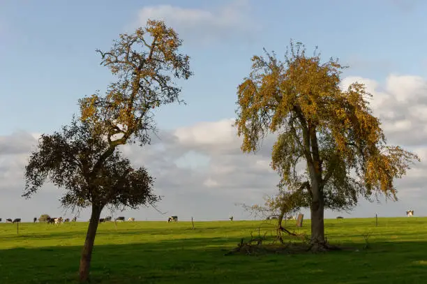 trees (peartree) in the field in autumn