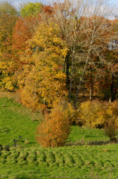 istock autumn in the forest 1340285858
