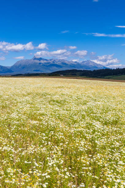 istock Blooming meadow with High Tatras, Slovakia 1340286211