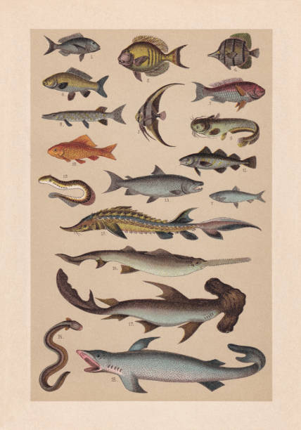 Freshwater and saltwater fish, chromolithograph, published in 1889 Freshwater and saltwater fish:1) Common dentex (Dentex dentex); 2) Doctorfish tang (Acanthurus chirurgus); 3) Longfin batfish (Platax teira); 4) Copperband butterflyfish (Chelmon rostratus); 5) Mediterranean parrotfish (Sparisoma cretense); 6) Common carp (Cyprinus carpio); 7) Atlantic herring (Clupea harengus); 8) Northern pike (Esox lucius); 9) Wels catfish (Silurus glanis); 10) Goldfish (Carassius auratus); 11) Atlantic cod (Gadus morhua); 12) Sea lamprey (Petromyzon marinus); 13) Atlantic salmon (Salmo salar); 14) Electric eel (Electrophorus electricus); 15) European sea sturgeon, or Atlantic sturgeon (Acipenser sturio); 16) Largetooth sawfish (Pristis pristis); 17) Smooth hammerhead (Sphyrna zygaena); 18) Great white shark (Carcharodon carcharias). Chromolithograph, published in 1889. longfin spadefish stock illustrations