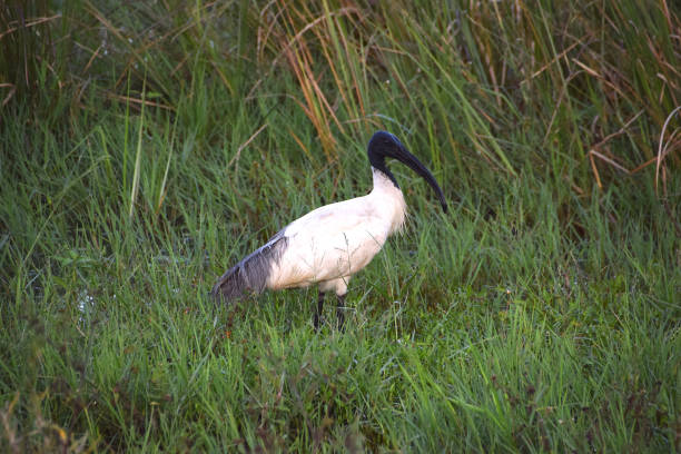 istock Black-headed Ibis, Sri Lanka 1340287966