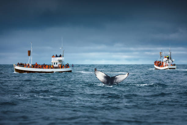 アイスランドでのホエールウォッチング - iceland image horizontal color image ストックフォトと画像