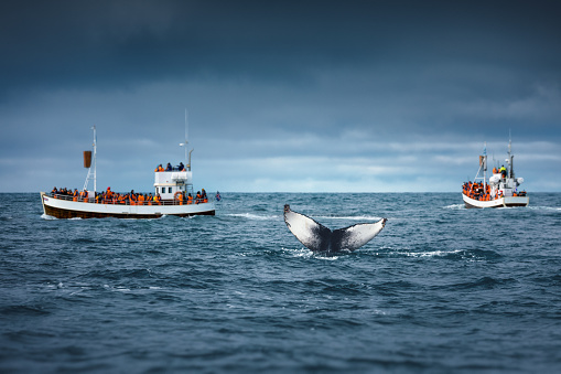 Tourists on ships watching humpback whale tail looking out of water near Husavik, north of Iceland.
