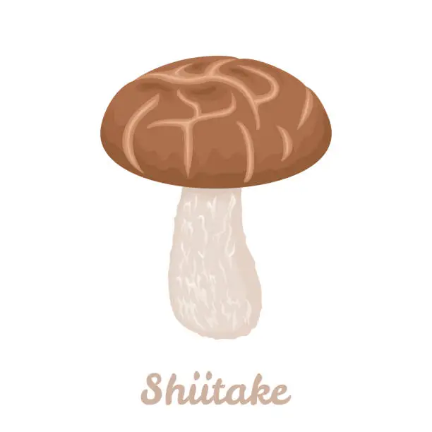 Vector illustration of Shiitake mushroom isolated on white background. Vector illustration, icon. Cartoon flat style.
