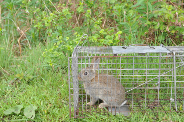 596 Rabbit Trap Stock Photos, Pictures & Royalty-Free Images - iStock | Bear trap, Animal trap, Rabbit eye 596 Rabbit Trap Stock Photos, Pictures & Royalty-Free Images - iStock | Bear trap, Animal trap, Rabbit eye