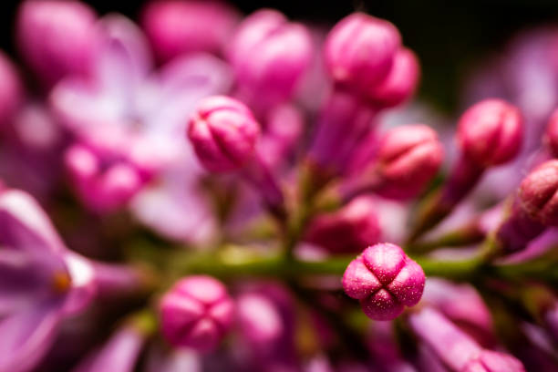 istock Extreme close up image of lilac blossom 1340290832