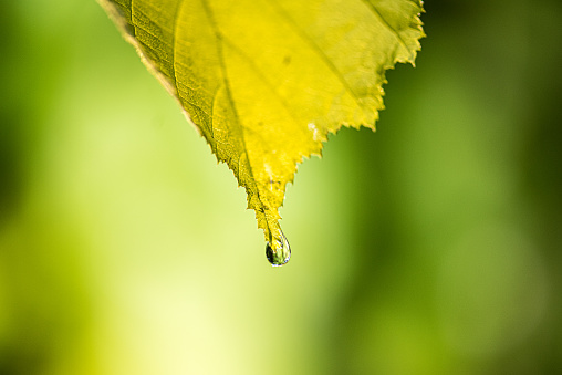 Close-up of dew drop on tip of yellow leaf. Water drop just before dropping. Blurred green background.