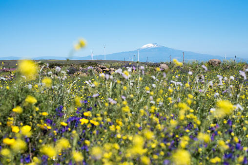 View at distinctive mountain peak of Etna volcano covered with layer of snow. Blurred colourful blooming meadow in foreground. Sicily, Italy.