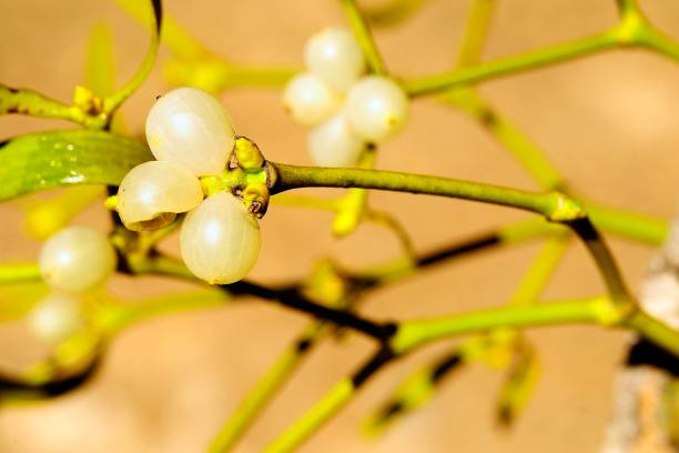 istock Wild fruits of the forest 1340292448