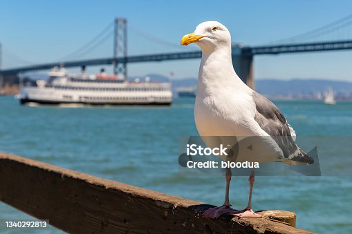 istock Oakland Bay Bridge in San Francisco 1340292813