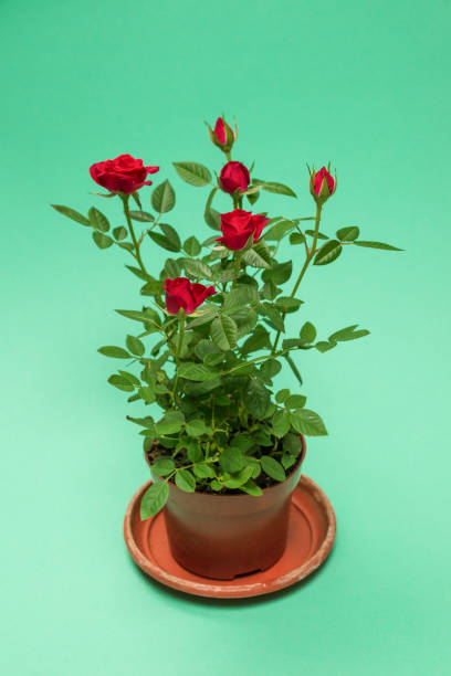 istock Red roses in a pot on  green background. Copy space. 1340292834