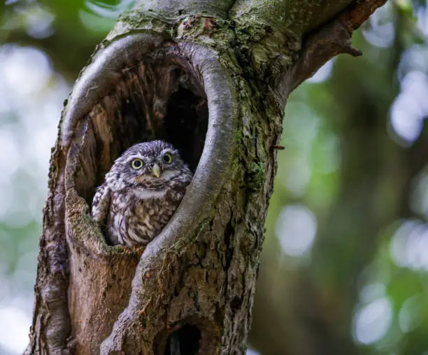 Photo of Small Owl