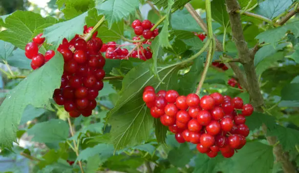 These are fruits of the viburnum opulus, the European cranberry, guelder-rose, water elder, cramp bark, snowball tree or common snowball