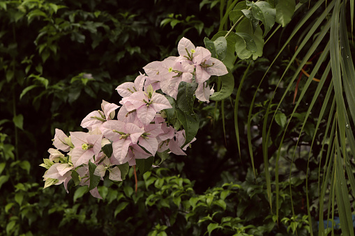 Pink and white flower branch. Beautiful green leaves background.