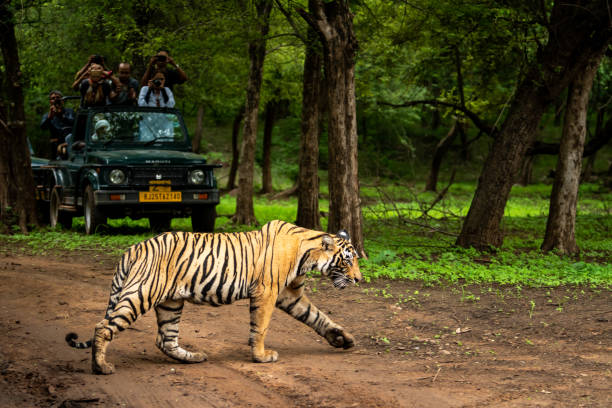 tigre salvaje de bengala real al aire libre durante la temporada de monzones y los amantes de la vida silvestre o turistas o viajeros hacen clic en las imágenes en el vehículo de safari en el parque nacional ranthambore o la reserva de tigres - sighting fotografías e imágenes de stock