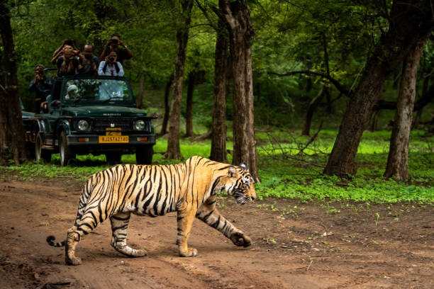 wild royal bengal tiger in open during monsoon season and wildlife lovers or tourist or traveler are click images on safari vehicle at ranthambore national park or tiger reserve stock photo