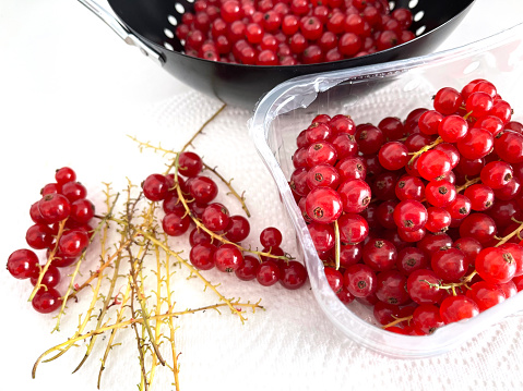 cleaning red currants