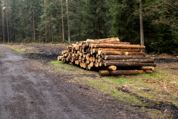 istock Pile of cutted wood 1340296776