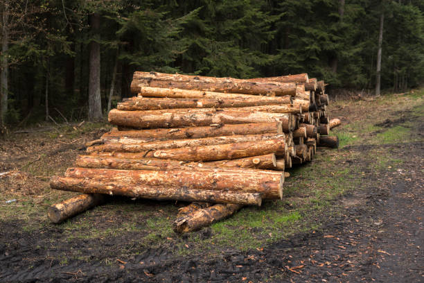 istock Pile of cutted wood 1340296777