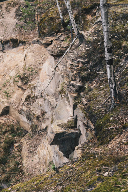 istock birch tree growing in the abandoned quarry 1340296813