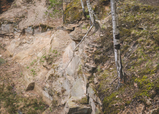 istock birch tree growing in the abandoned quarry 1340296817