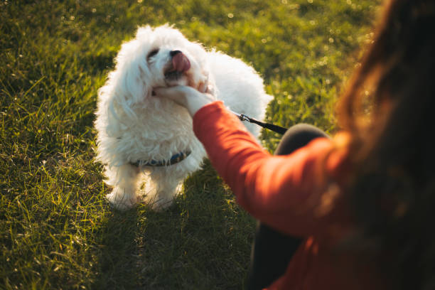 istock woman with dog 1340296915