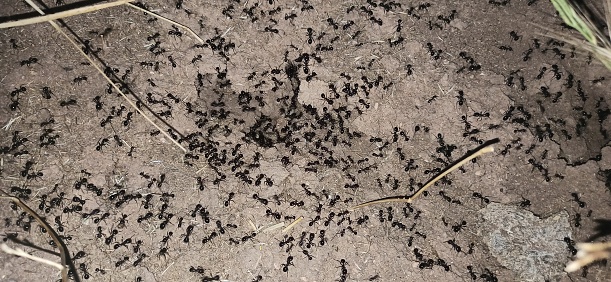 A nest of Black Garden Ants taken under nighttime light.