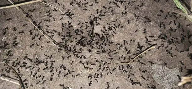 A nest of Black Garden Ants taken under nighttime light.