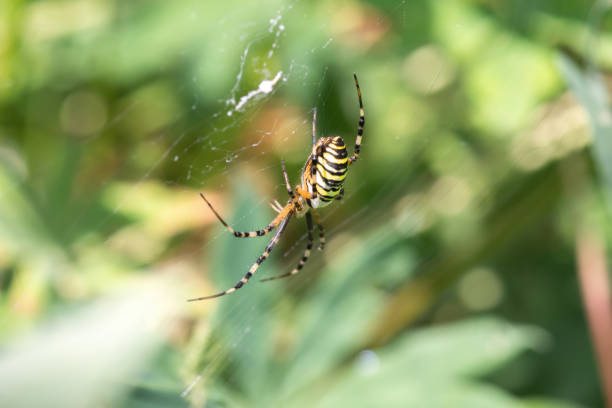 istock the female spider Argiope bruennichi 1340299362