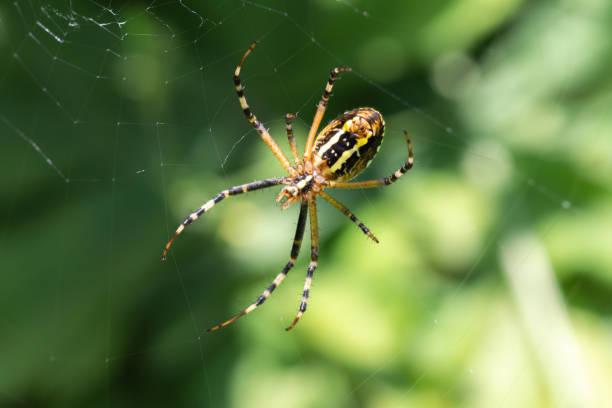 istock the female spider Argiope bruennichi 1340299365