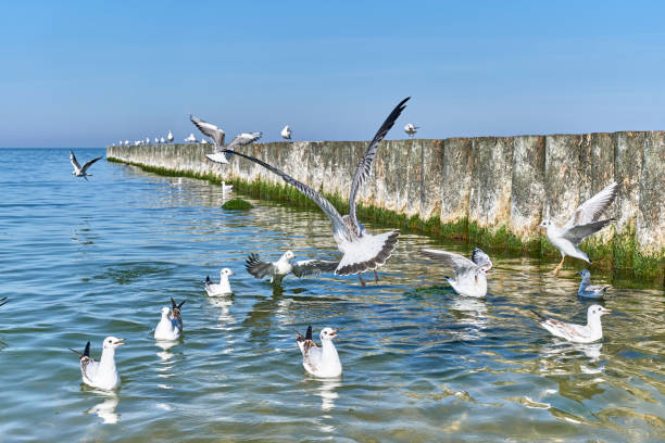 Seagulls near wooden breakwaters on the Baltic beach of Svetlogorsk. Seagulls flying, swimming, screaming near wooden breakwaters on the Baltic beach of Svetlogorsk. Beautiful seascape. creaming stock pictures, royalty-free photos & images