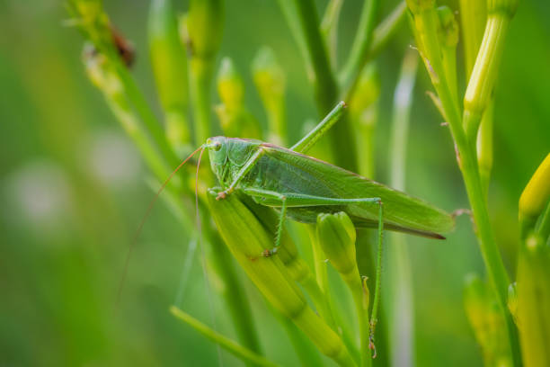 istock Green grasshopper hiding in a green plant 1340299809