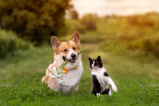 友人猫とコーギー犬は緑の草の上に座って、晴れた夏の庭で飛ぶ蝶を見ます - pets friendship green small ストック��フォトと画像