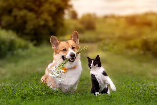 cute friends a cat and a corgi dog with a bouquet of daisies in their teeth are sitting on the green grass in a sunny summer garden