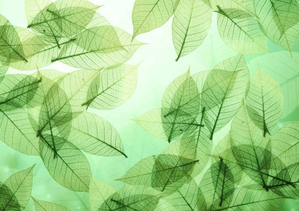 Horizontal or vertical nature background with transparent skeleton leaves. Natural eco backdrop. Mock up template. Copy space for text