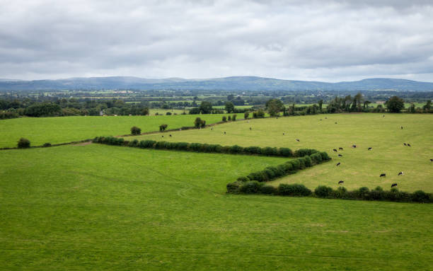 Zigzag Hedge on Cahsel Farmland, County Tipperary