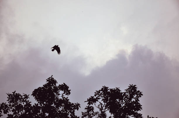 Dark black crow flying. Crow silhouette  flying above a black tree against the dark sky. Flying bird silhouette in the sky