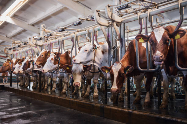 vaches dans une ferme. vaches laitières dans une ferme. - cattle shed cow animal photos et images de collection
