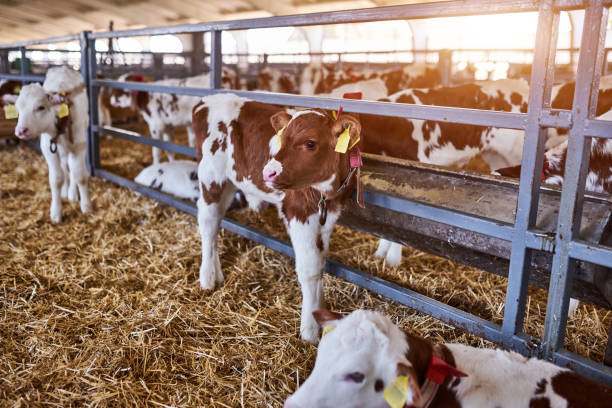 Young calf in a nursery for cows in a dairy farm. Newborn animal. Young calf in a nursery for cows in a dairy farm. Newborn animal close up cowshed stock pictures, royalty-free photos & images