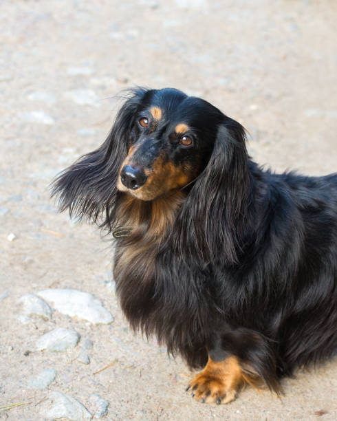 Portrait of a black and tan long-haired dachshund stock photo