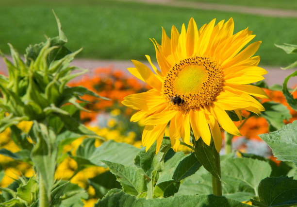 close-up of a decorative yellow sunflower