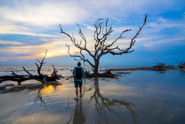 istock Man walking alone at the ocean beach with weathered trees at sunrise. 1340305613