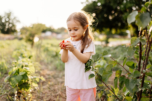 Adorable happy little girl standing in the garden with ripe tasty apricots. Apricot harvest. Vitamin diet food.