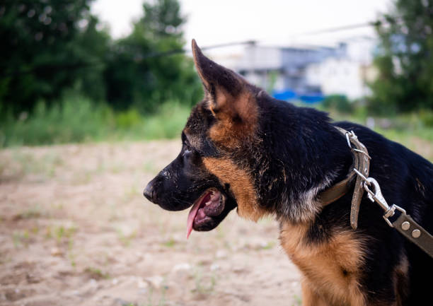 istock Portrait of a German Shepherd puppy. 1340306986