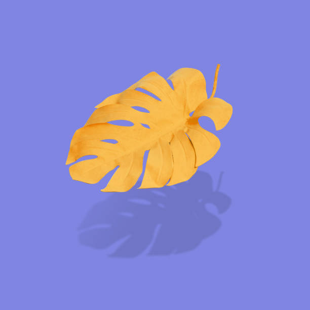 istock Abstract design with Autumn yellow monstera leaf  floating above purple surface. 1340308245