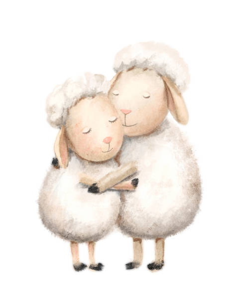 illustrations, cliparts, dessins animés et icônes de illustration à l’aquarelle avec deux animaux paire de moutons blancs s’embrassent et sourient - lamb young animal sheep livestock