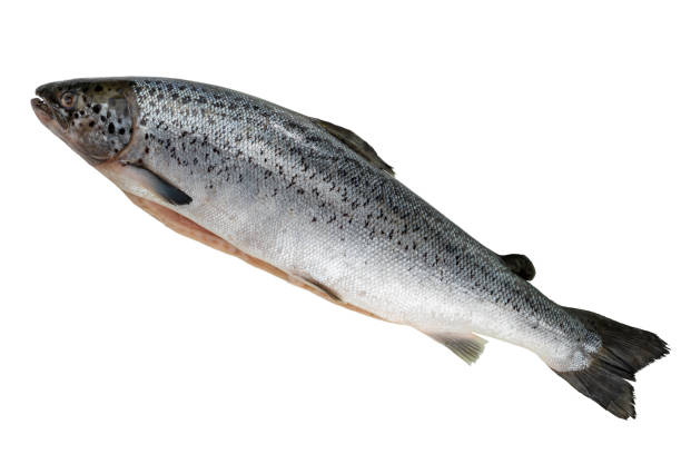 istock Gutted salmon isolated on white 1340309297